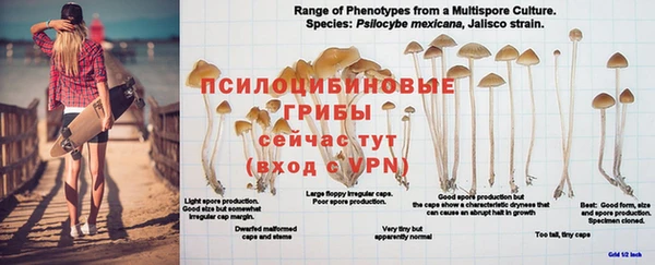 амф Богданович